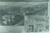 1900_rebstock