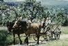 zerbe_august_am_eselspfad_1959